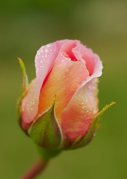 Portrait of a Pink Rose  ~ Rose picture from Cortes Island Canada.