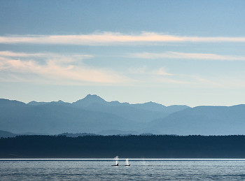 Orcas ~ Whale picture from Salish Sea Canada.