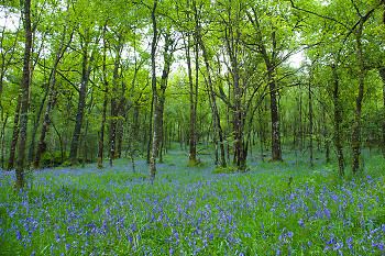  Forest picture from Scotland Scotland.