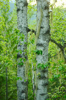 Twin Birches ~ Birch Tree picture from Slocan Valley Canada.