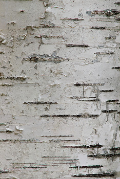 Birch Barck Art ~ Birch Tree  picture from Slocan Valley Canada.