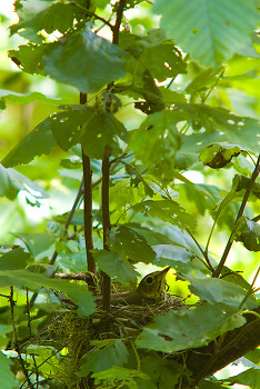  Bird picture from Slocan Valley Canada.