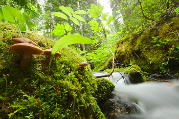Mushrooms by Climax Creek ~ Creek picture from Slocan Valley Canada.