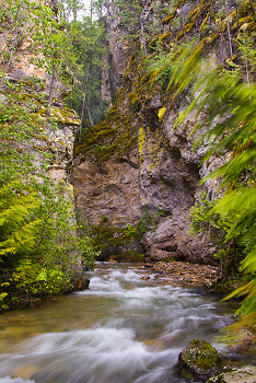 Springer Creek in Motion ~ Creek picture from Slocan Valley Canada.
