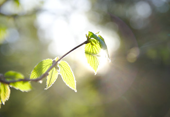 Sun Shining Through Filbert Leaves ~ Filbert Tree picture from Slocan Valley Canada.