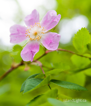 Wild Rose Blossom ~ Flower picture from Slocan Valley Canada.