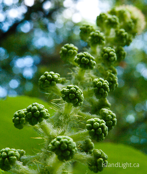 Devil's club berries  ~ Shrub picture from Slocan Valley Canada.