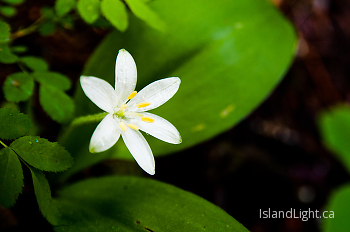 Unidentified Wildflower ~ Wildflower picture from Slocan Valley Canada.