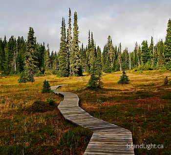 Paradise Meadows trail ~ Landscape  picture from Strathcona Provincial Park Canada.
