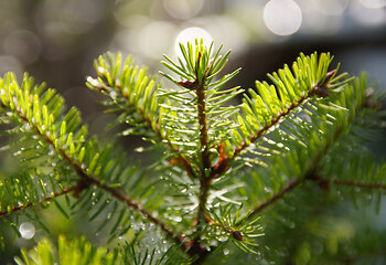 Still-life of a Douglas Fir Banch ~ Tree picture from Cortes Island Canada.