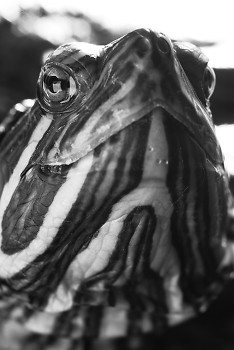 Red Eared Slider ~ Turtle picture from Cortes Island Canada.