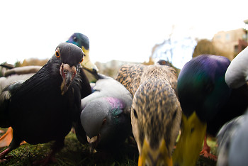  Bird picture from Vancouver Canada.