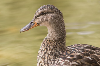 Mallard ~ Duck picture from Vancouver Canada.