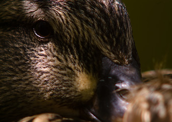 Mallard Portrait ~ Duck picture from Vancouver Canada.