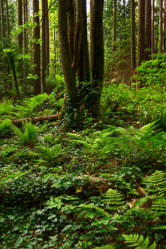 A Wild Spot in Pacific Spirit Park 2 ~ Forest picture from Vancouver Canada.