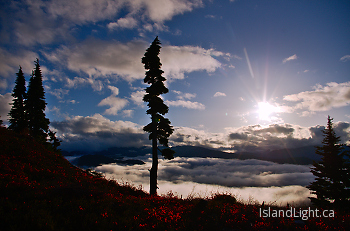 Life Above the Clouds ~ Alpine Landscape picture from Vancouver Island Canada.