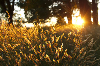 Wild Grasses In Evening Sunlight 2 ~ Wild Grass picture from Cortes Island Canada.