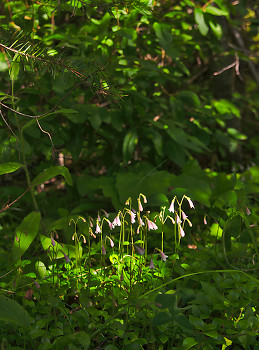 Sunbeam Falling on Little Pink Flowers ~ Wildflower picture from Slocan Valley Canada.