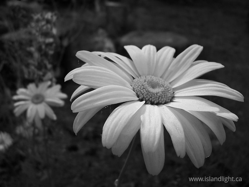 Daisies -  Flower photo
