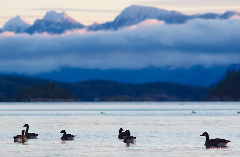 Six Canada Gease -   photo