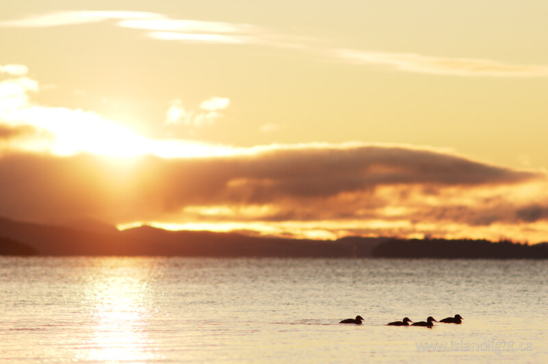 Scoters at Sunrise - Desolation Sound  photo
