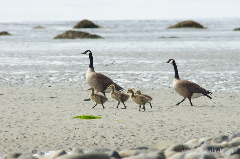Goose Family on the Beach - Cortes Island Baby Animal photo