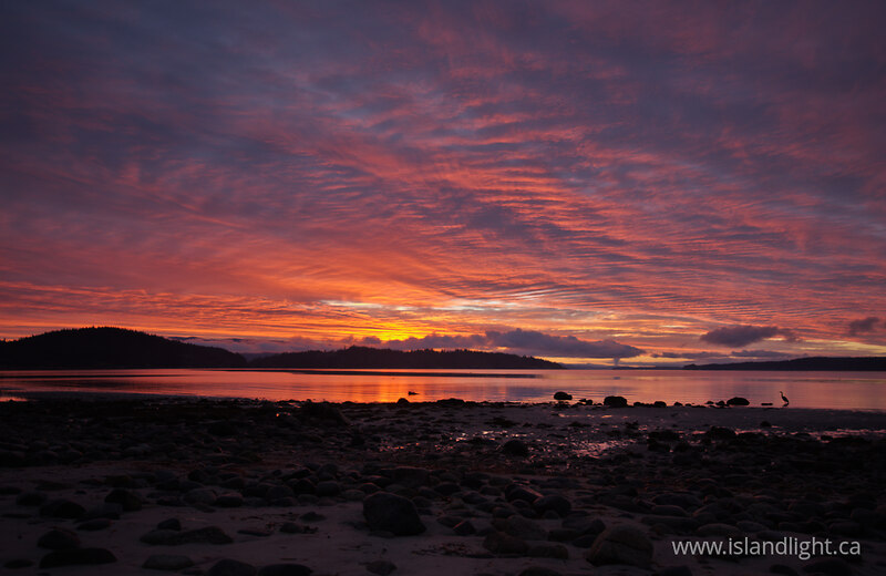 Great Blue Heron Watching the Sunrise - Cortes Island Sunrise photo