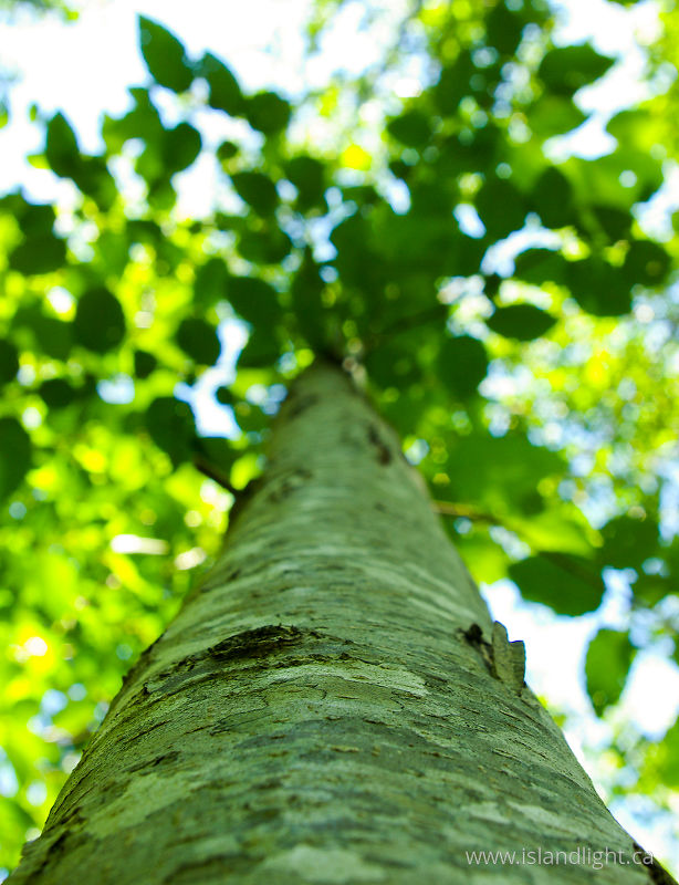 A Mosaic of Leaves and Bark -  Alder Tree photo