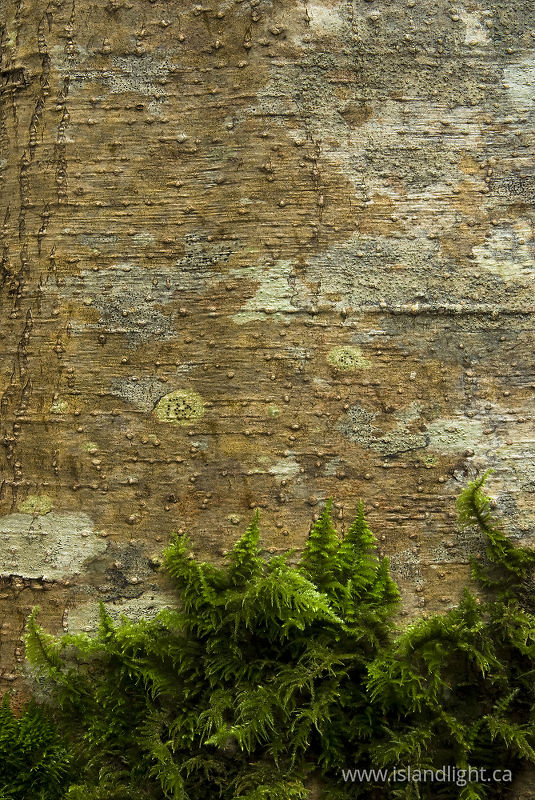Moss on Alder Trunk - Cortes Island Alder Tree photo
