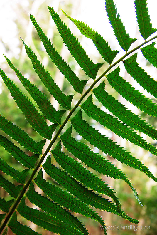 Fern frond -  Fern photo