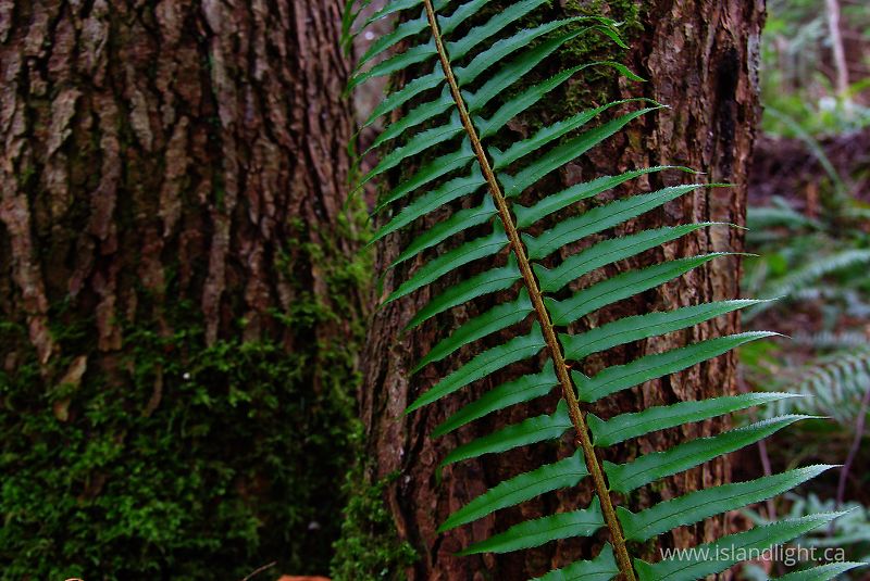  Fern photo