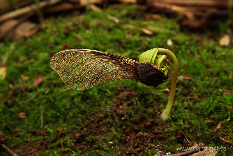 A Young Maple Tree -  Maple seedling photo
