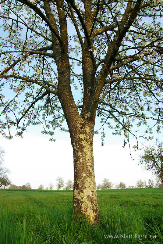 Cherry Tree -  Tree photo