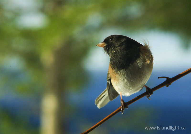 Look Right - Cortes Island Junco photo