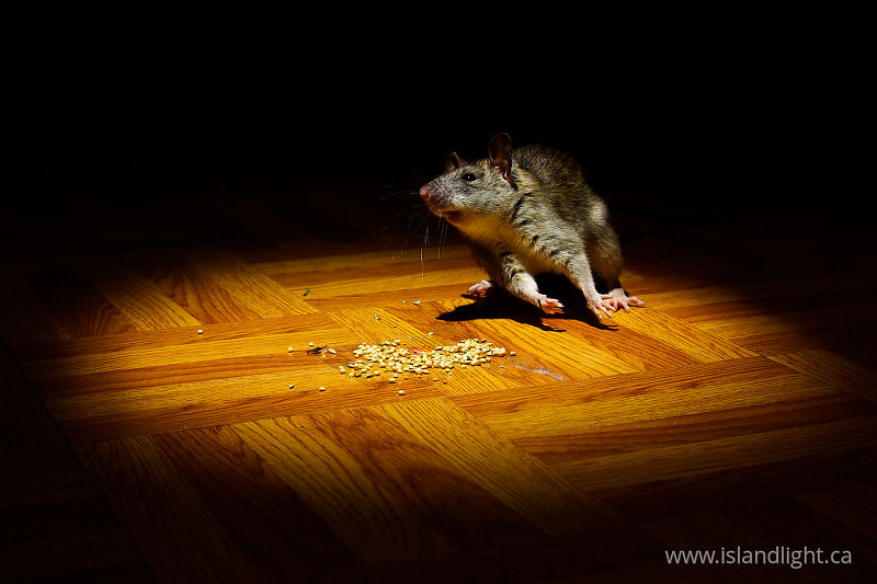   Rat photo