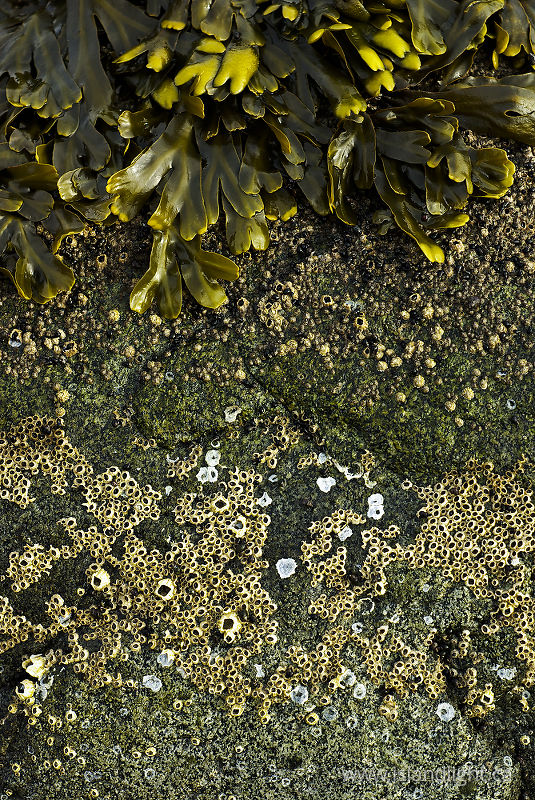 Barnacle Bands -   photo