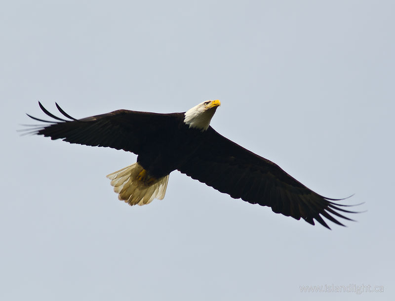 Haliaeetus leucocephalus in flight - Cortes Island Bald Eagle photo
