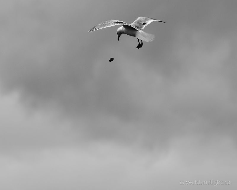 Gull Dropping a Clam - Cortes Island Glaucous-winged Gull photo