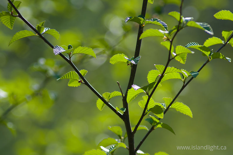 Shades of Green - Cortes Island Alder Tree photo