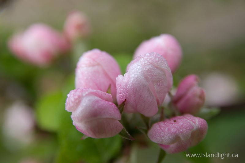 Apple Buds -   photo