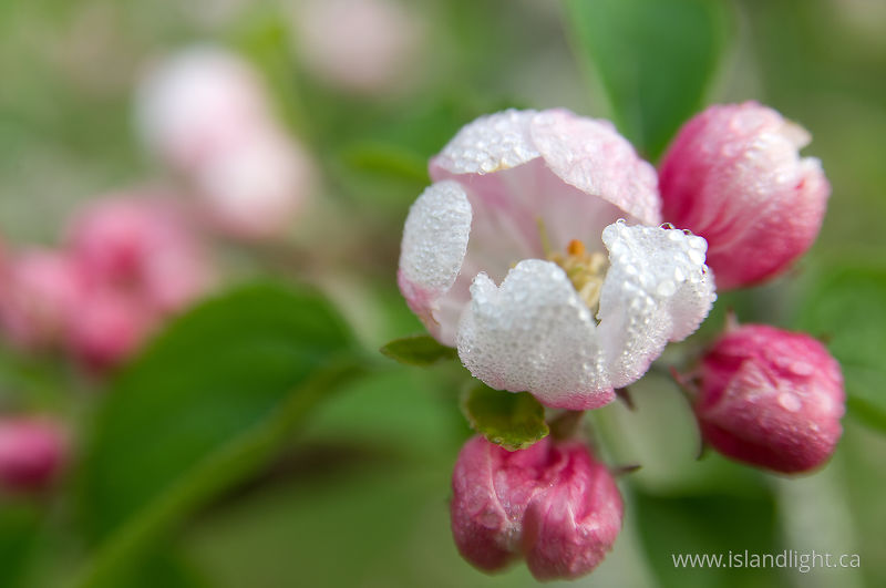 Apple Blossoms -   photo