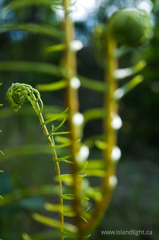 Foreground:Background - Cortes Island Fern photo