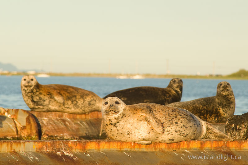 Watching - Comox Seal photo
