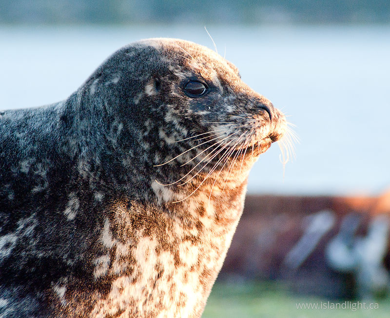 Whiskers - Comox Seal photo