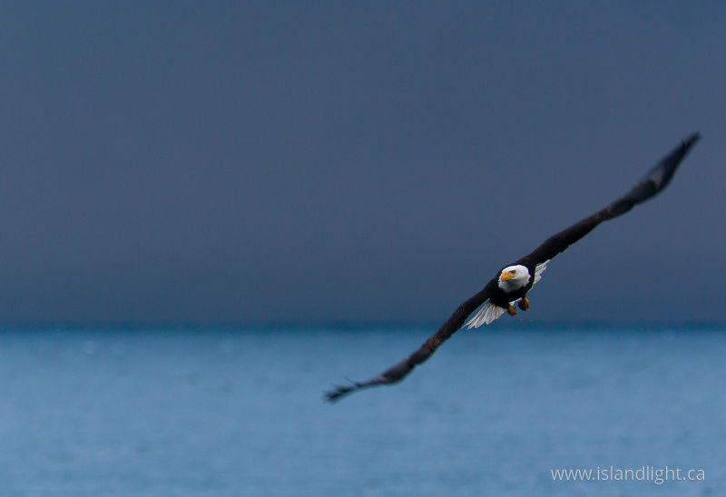 Bald Eagle in Flight - Cortes Island Bald Eagle photo