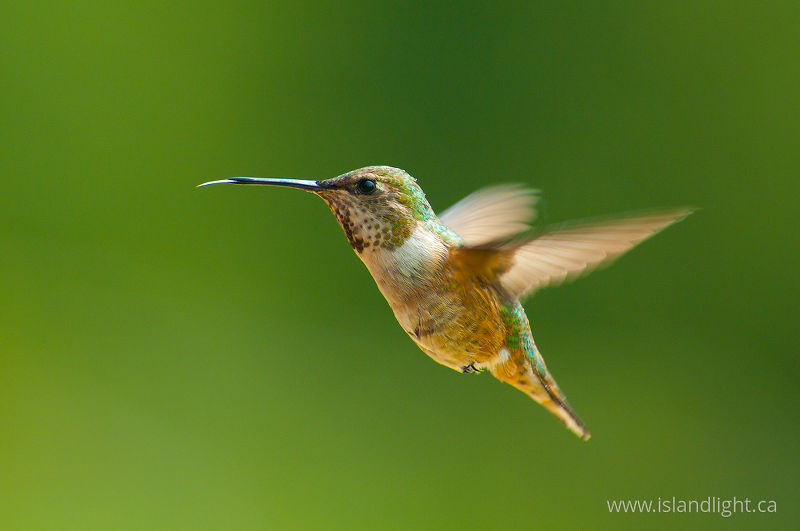 Selasphorus rufus - Rufus Hummingbird - Cortes Island Hummingbird photo
