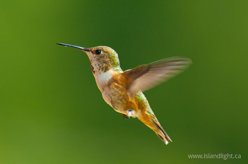  Hummingbird photo