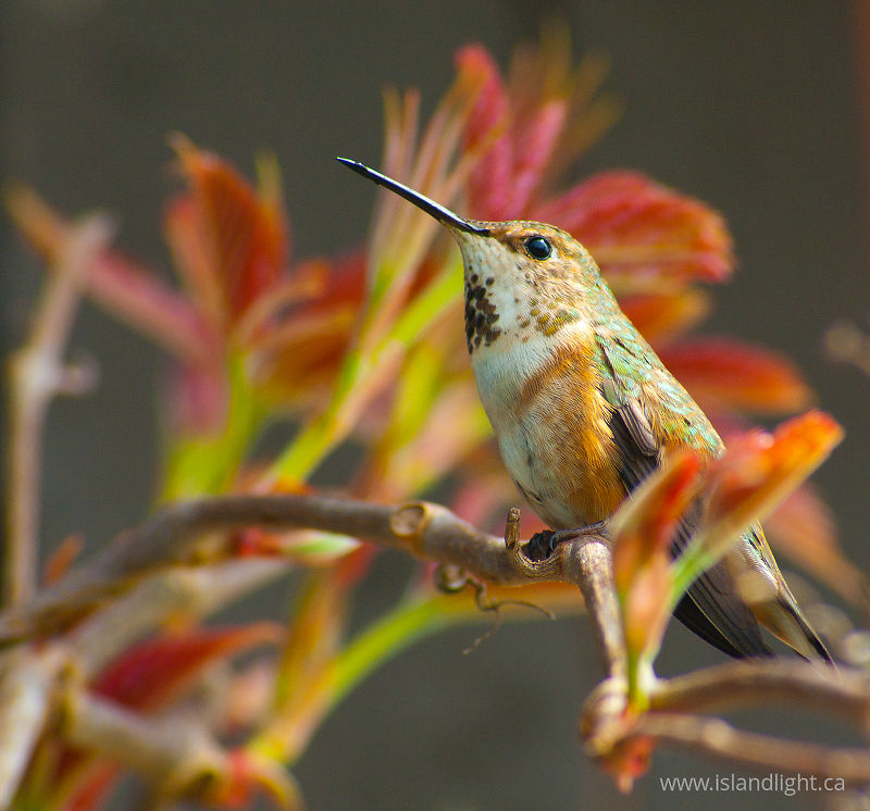   Hummingbird photo