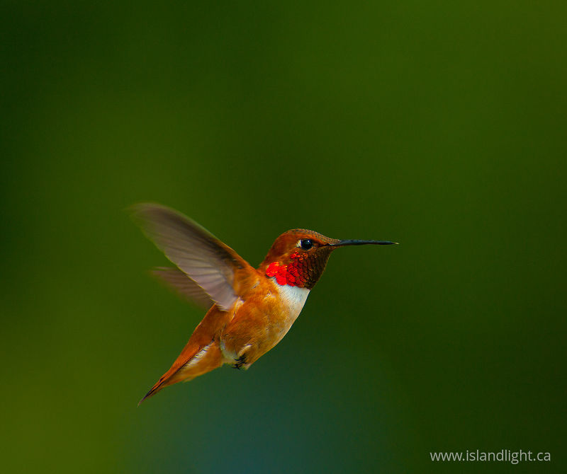 Selasphorus rufus - Cortes Island Hummingbird photo