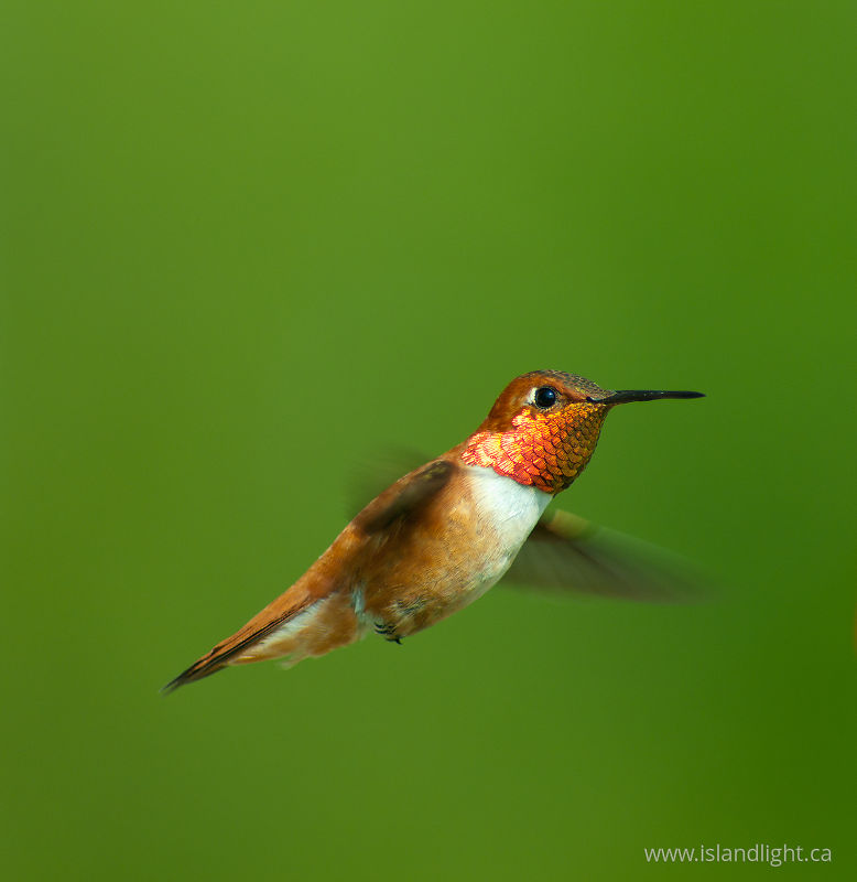 Male Rufus Hummingbird -  Hummingbird photo
